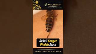 Sekali Sengat Pindah Alam #lebah #animalstory #shorts