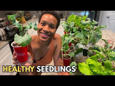 How to Grow Seedlings Indoors For Fall | ONLY 3 Things You Need to Get Right (Container Gardening)