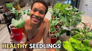 How to Grow Seedlings Indoors For Fall | ONLY 3 Things You Need to Get Right (Container Gardening)