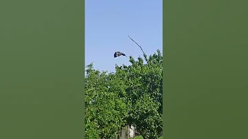 как избавиться от шпаков(скворцов) у себя на участке