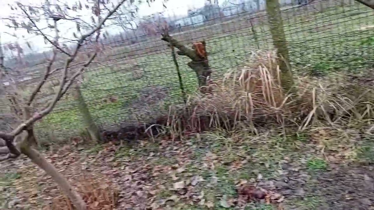 Viața la țară: Au inflorit ghioceii,  primavara se apropie!