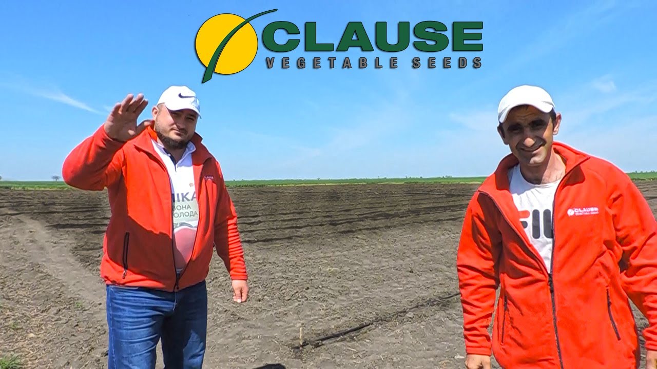 🍉Высадка рассады Арбузов и Дынь в Открытый грунт. 12 гибридов от фирмы Clause!