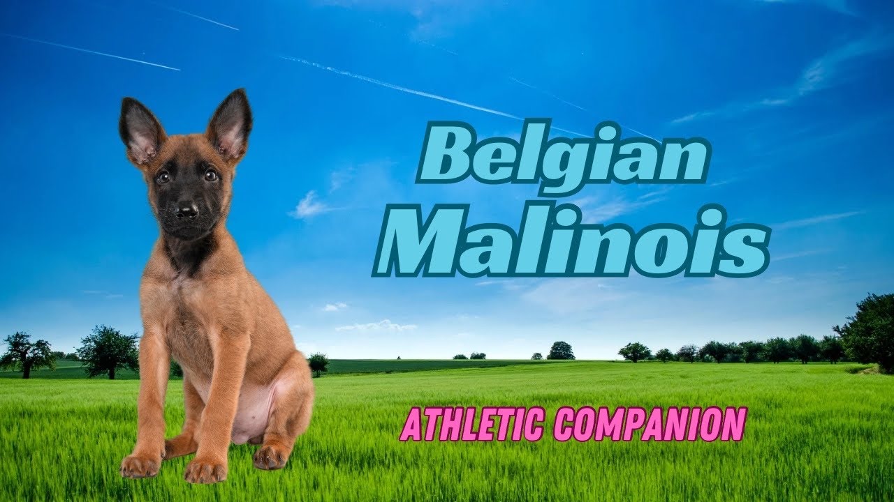 Бельгийский малинуа, профиль этой спортивной собаки