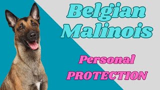 BELGIAN MALINOIS, Breed Profile of this ATHLETIC Dog by PuppyNation 3,356 views 1 year ago 8 minutes, 33 seconds