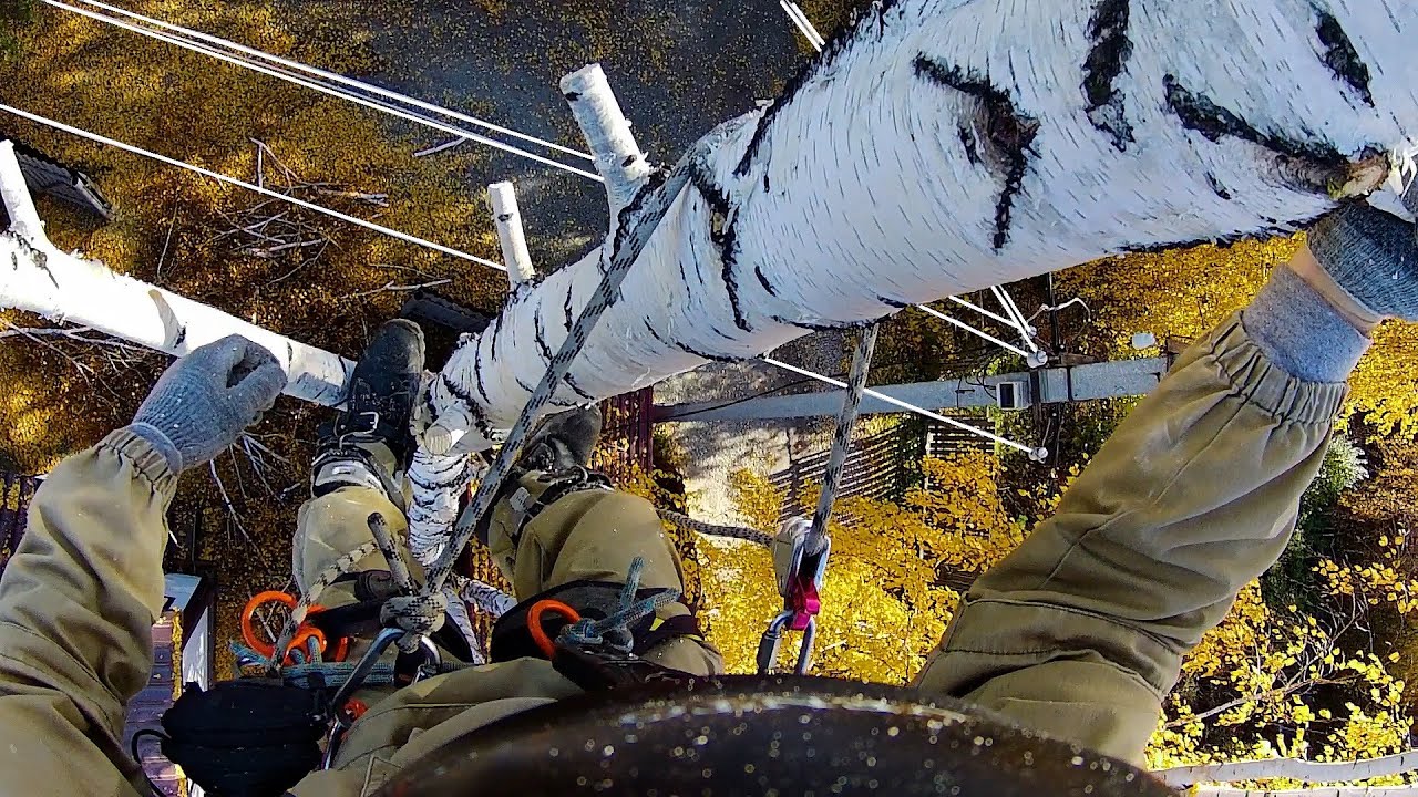 Tree Attack on Power Lines