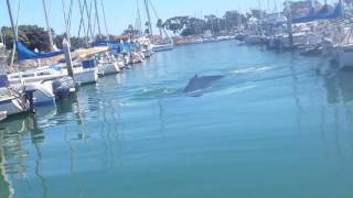 Whale in Ventura Harbor