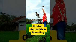 Contoh Merpati Yang Over Bounding ❗| @MerpatiKakang
