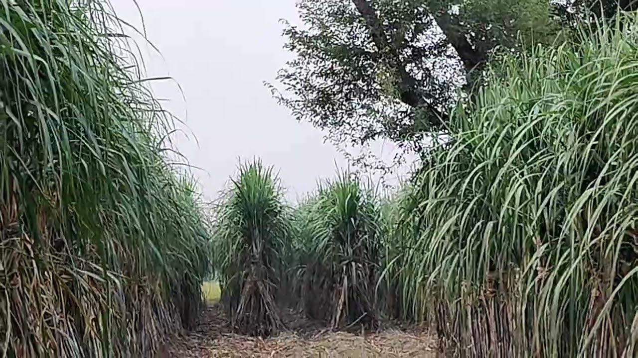 एक ऐसी गन्ने की किस्म जो  दे रही है उत्पादन 100 Quntal प्रति बीघा से ज्यादा || 16202 new sugarcane