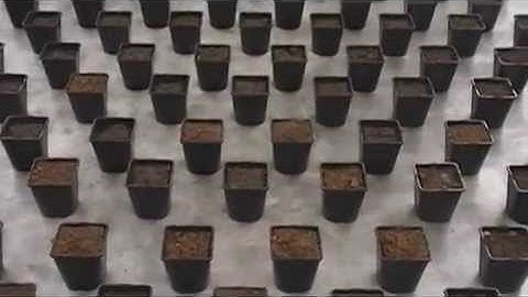 Prins Maasdijk Spacing Fork May 2014