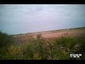 hog  hunting Okeechobee  with dogs and horses