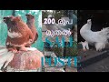 #pigeon For sale #pigeon (Malayalam) kozhikode/Thamarassery vavad,