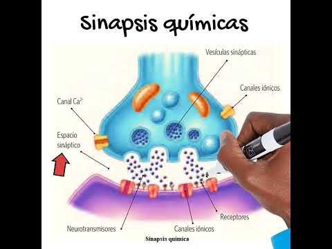 Sinapsis EN 1