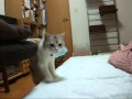 早く起きろと迫り来るうに