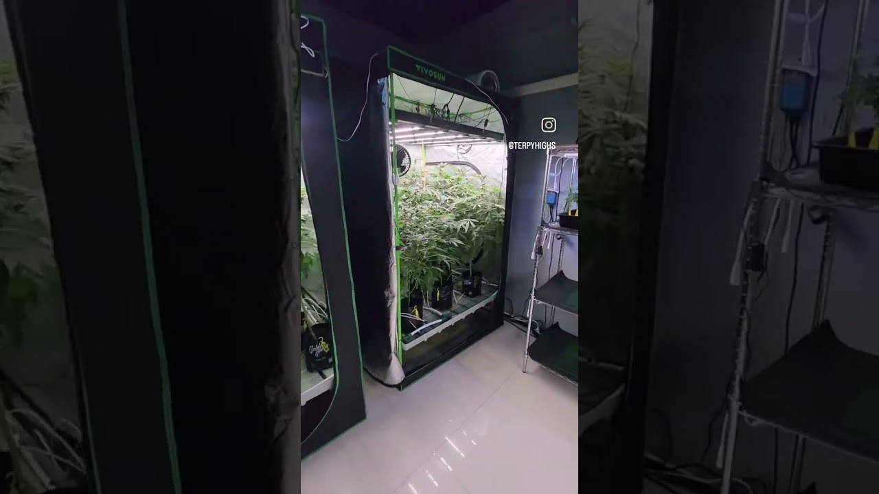 Greatest Vivosun Grow tent setup!!! Terpy Highs