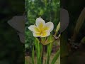 চম্পা❤️ #gulos #flowers #naturelovers 💚#ytshorts