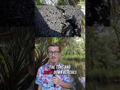 When Red Tide Or Blue Green Algae Hits It S Not Just The Water That Suffers 