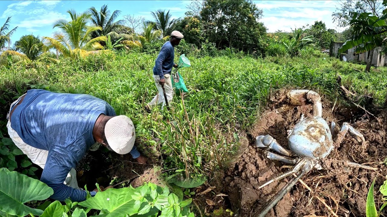 Hunting blue Land Crab On A Caribbean Island | Big Crab catch clean ready too cook 