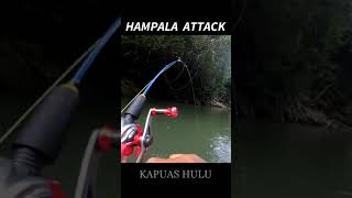 FISH ON ‼️ HAMPALA  ATTACK 2