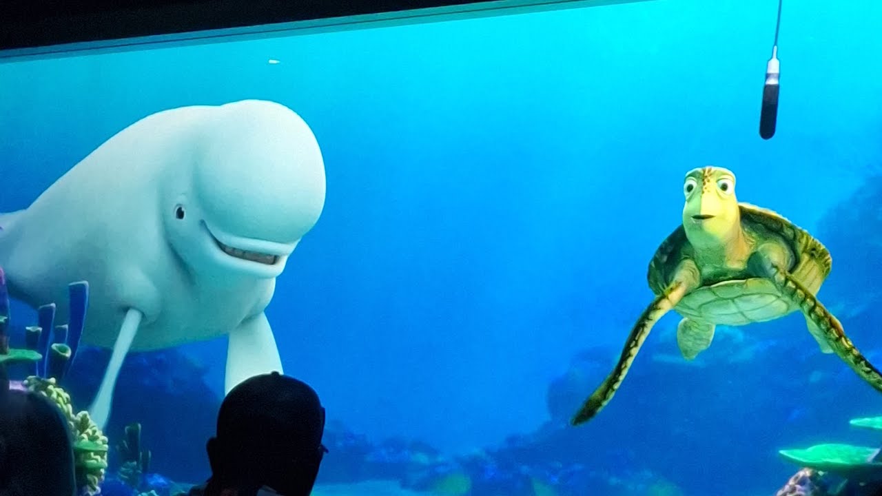 Turtle talk with crush