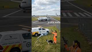 What Happens When a Bird Hits a Jet Engine