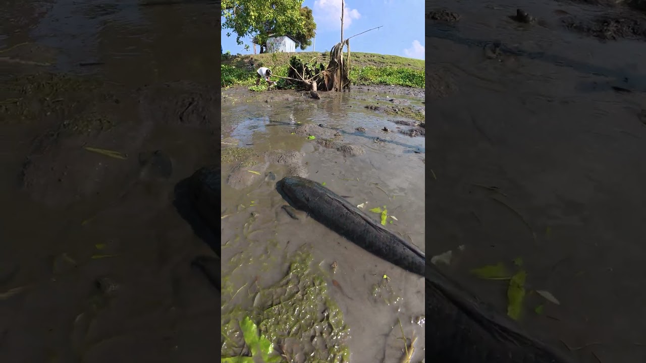 Amazing Dry Season Village Fishing Technique 