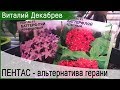 ПЕНТАС - альтернатива герани. Посев.