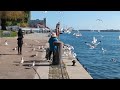 Spend time to Feed The Birds