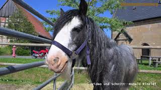 Pferdemarkt in Mürsbach 2024 HD  Impressionen