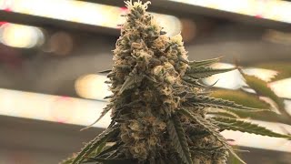 'From seed to sale': First cannabis microbusiness opens in downtown Muskegon