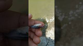 new fish stock me problem ana chalu ho gya hai.