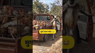 मुर्गा वाला बंदरभाई #satyaraj007 #funny #satyajay #funnyvideos #trending #monkey  #funniestvideo