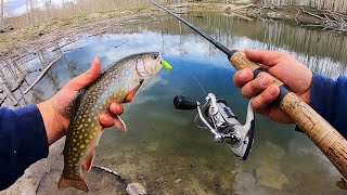 Fishing a LOADED Lake for WILD Brook Trout!! (Catch & Cook)