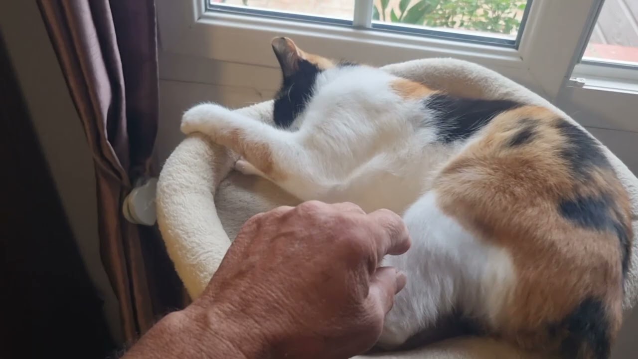⁣#CHAT ÉNERVÉ #SCOUBY EN COLÈRE #FRANCE