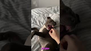 When Storm Would Rather Play Than Cuddle