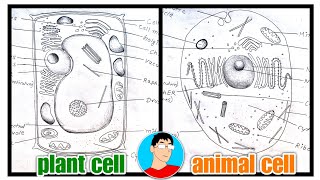 how to Draw plant and animal cell Diagram // plant cell diagram, animal cell diagram // how to Draw