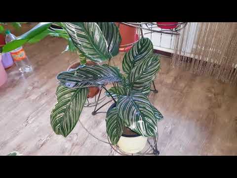 Мои любимые цветочки