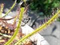 モウセンゴケの捕虫　もがくハエ　Drosera eats fly