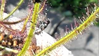モウセンゴケの捕虫 もがくハエ Drosera Eats Fly Youtube モウセンゴケの捕虫 もがくハエ Drosera Eats Fly Youtube