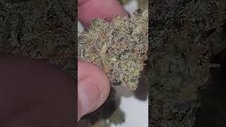 😈😈😈👽👽CONNECTED PHENO SALAD 14G INDOOR HALF OZ!!!✅️✅️✅️
