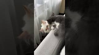 Tekir Vs İran Kedisi