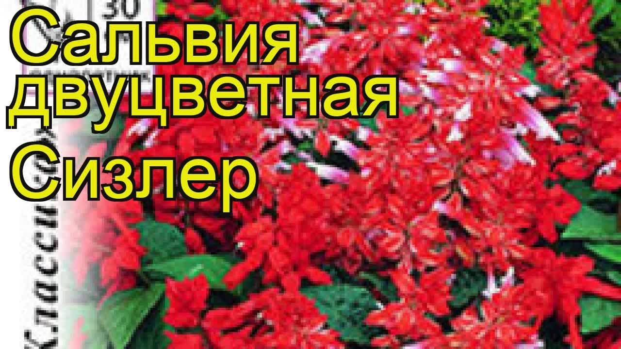 Сальвия обыкновенная Сизлер. Краткий обзор, описание характеристик salvia splendens