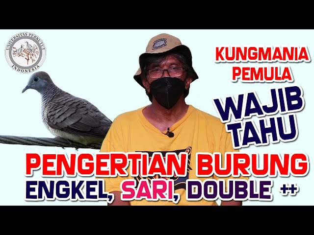 Tipe Suara Burung Perkutut Engkel, Sari, Double u0026 Triple Yang Kungmania Pemula Wajib Tahu class=