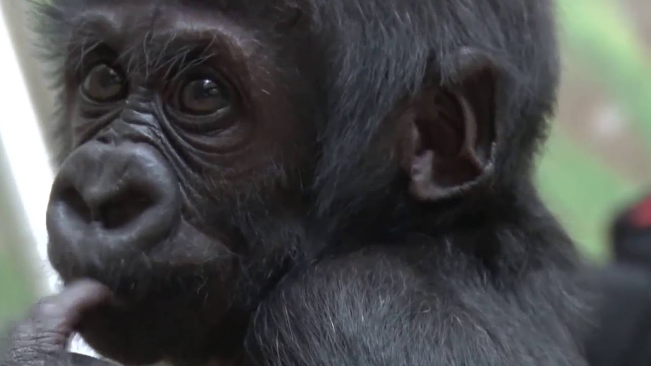 Busy day baby gorilla YouTube