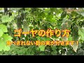 ゴーヤの育て方【ツル６本仕立て】　タネのハシモト