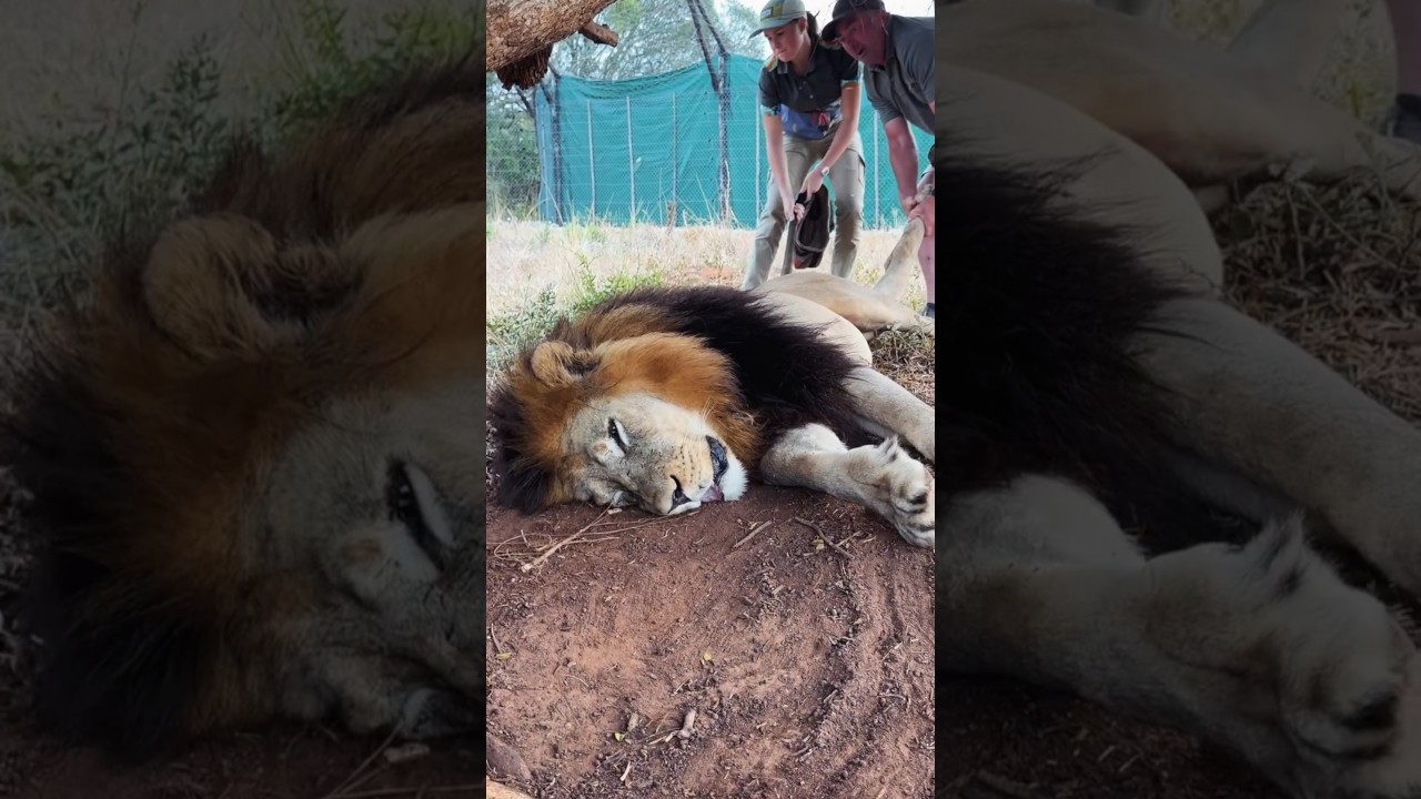 See, that is why Ser is called the king of the jungle. ||#shorts