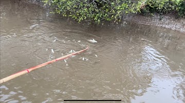 Hàng Trình Bắt Cá Rô Phi Siêu Khủng | Kích Cá Nước Mặn. Kích Cá VM66M : Tập 2