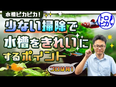 【水槽ピカピカ】月一回の掃除で水槽を美しく！5つのポイントを解説