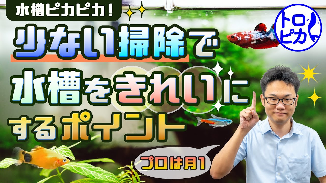 水槽ピカピカ】月一回の掃除で水槽を美しく！5つのポイントを解説