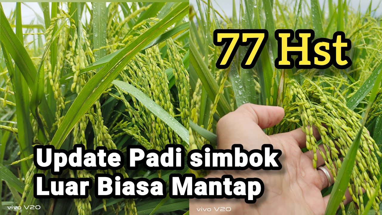Padi Simbok umur 77 Hst LUAR BIASA MANTAP..