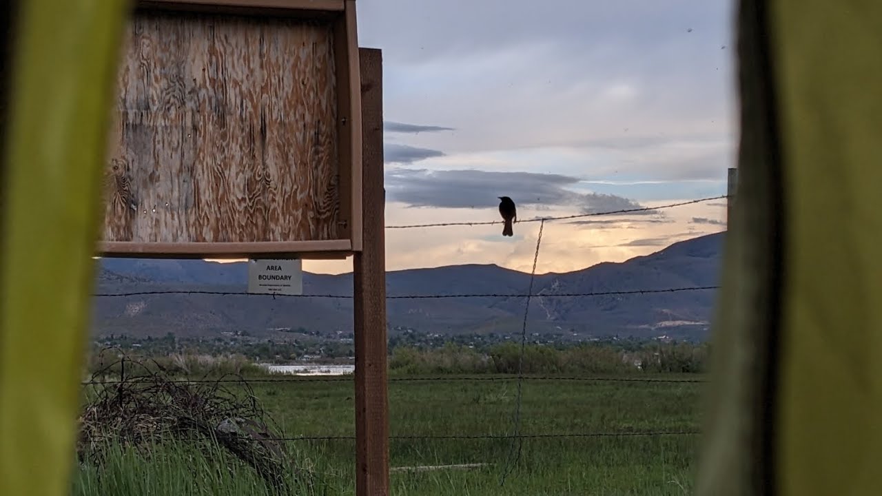 Anas in nevada pt. 3